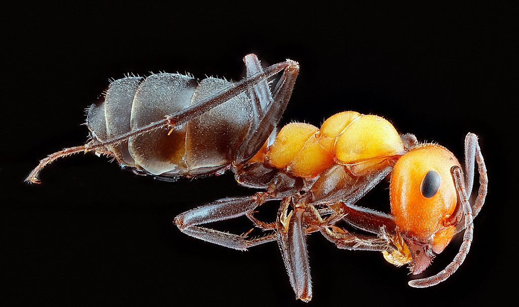 Ant Control service in Tallahassee, FL