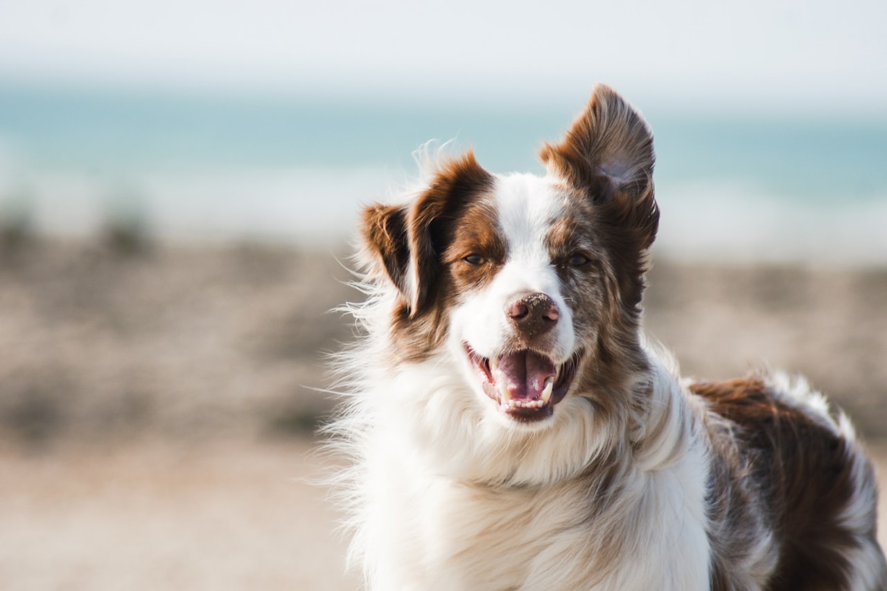 Flea & Tick Control service in Tallahassee, FL