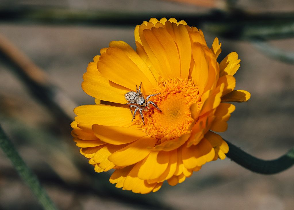 Spider Control service in Tallahassee, FL